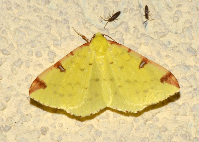 Opisthograptis luteolata